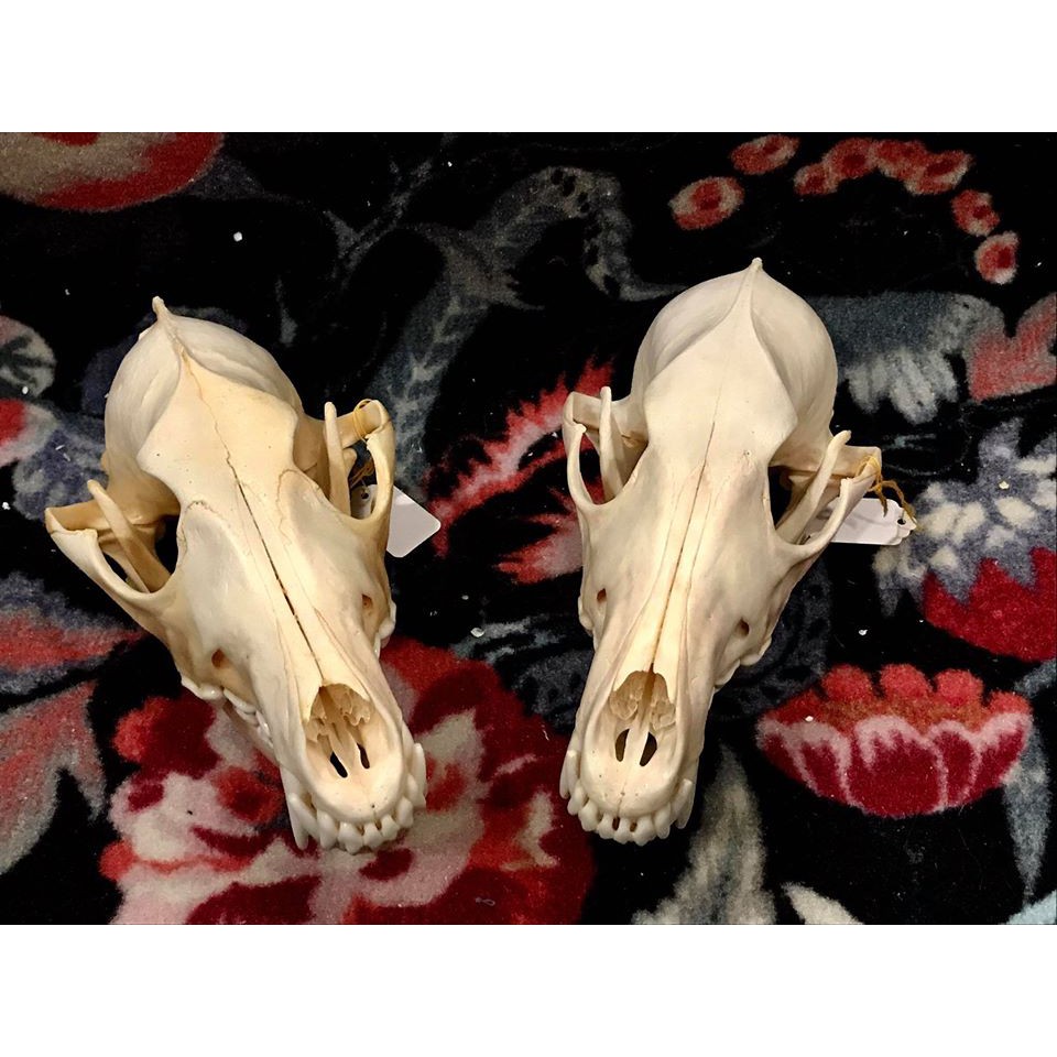 Boneholic頭骨標本 郊狼 蝦皮購物