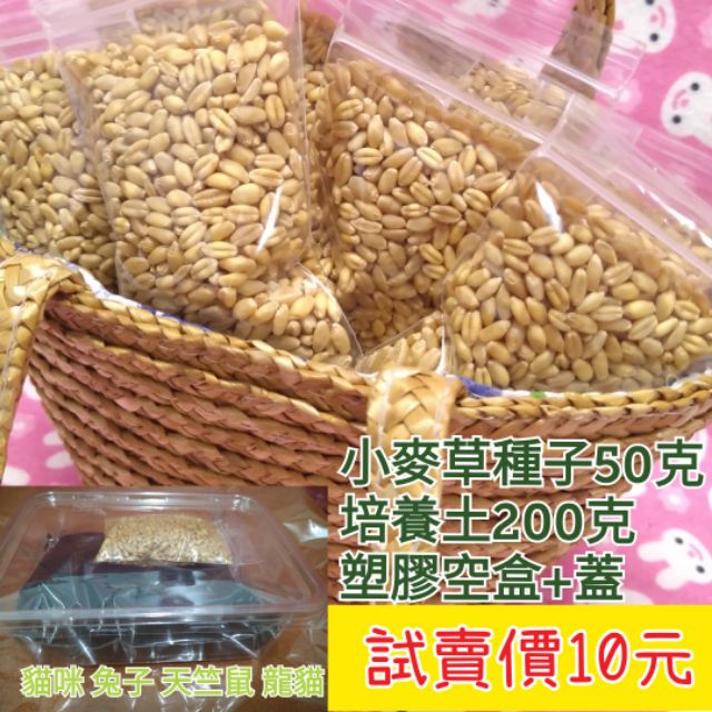 萌兔坊 小麥草種子 DIY貓草 培養土 種植盒 空盒 小麥 小麥種子 貓草種子