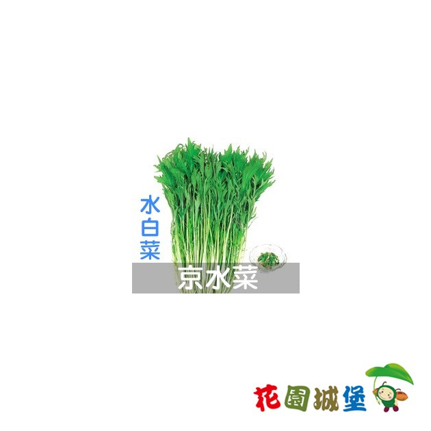 現貨 水白菜二號 京水菜銀絲菜 種子 Hv 390 25公克裝葉菜水晶菜十字花科 花園城堡 蝦皮購物