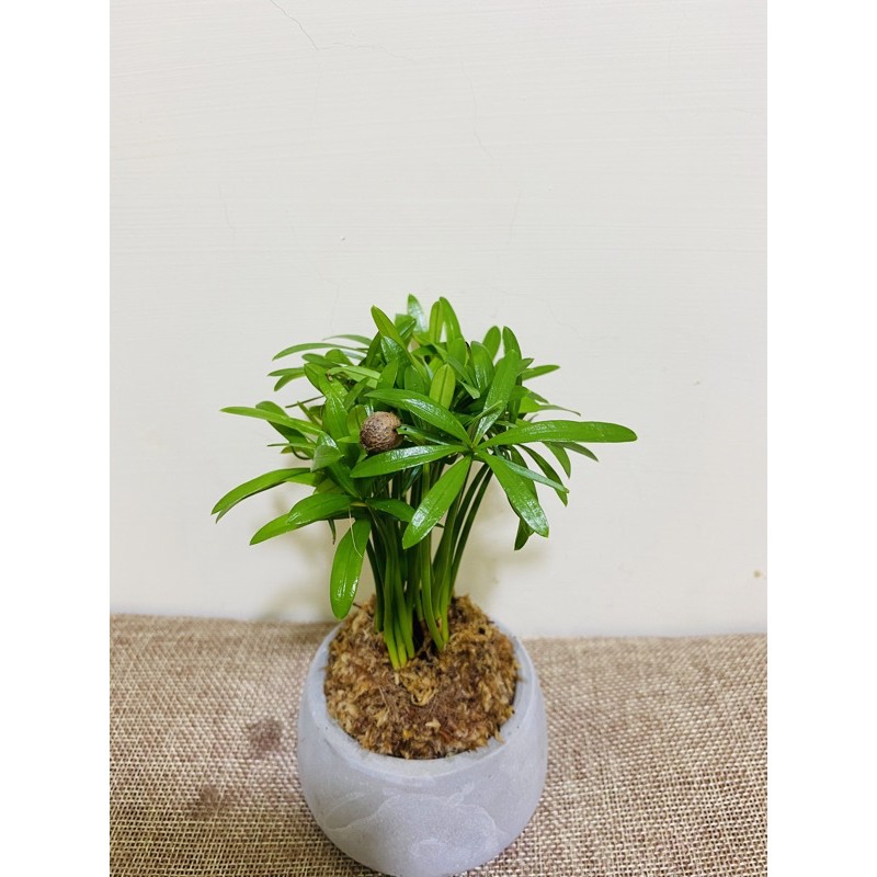 苔球羅漢松招財樹療癒盆栽種子盆栽室內植物懶人植物辦公室小物長壽植物松柏 蝦皮購物