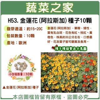 【蔬菜之家滿額免運】H53.金蓮花種子10顆(阿拉斯加) 旱金蓮 花卉 花類種子 單瓣 矮性35公分 口感好 植物 園藝