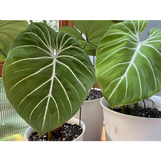 圓柄錦緞蔓綠絨 大葉款 Philodendron gloriosum 頂芽系列 實生苗 觀葉植物 天南星科