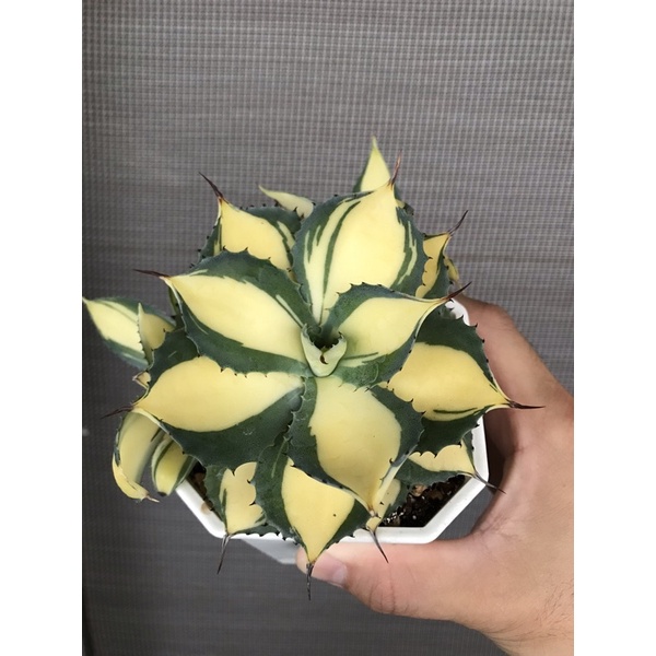 雷神黃中斑/吾室多肉植物龍舌蘭wu plant Agave