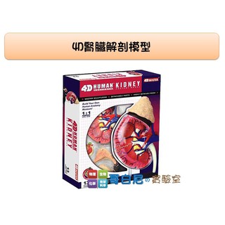 哥白尼的實驗室/科學玩具/4D腎臟解剖模型/正版Fame Master/生物教學模型