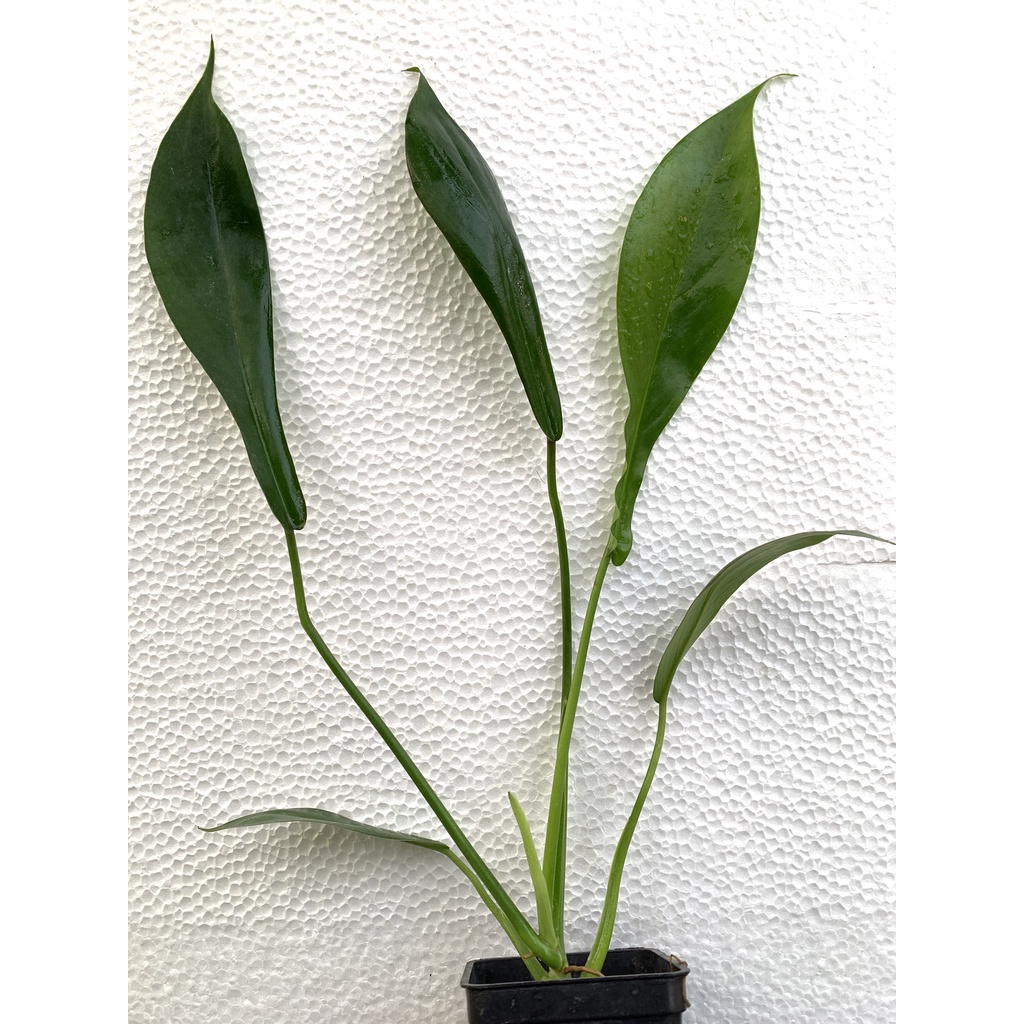 Philodendron joepii 丁字褲蔓綠絨