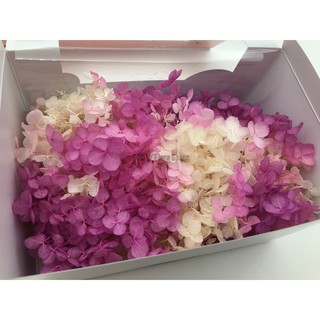 Truly 可刷卡 永生花 不凋花toka 東北花材小葉安娜貝爾 水無月雙色漸層 雙色亮彩拆盒繡球紫陽花 蝦皮購物