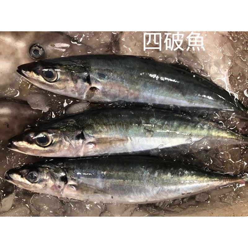 四破魚的價格推薦 2021年12月 比價比個夠biggo