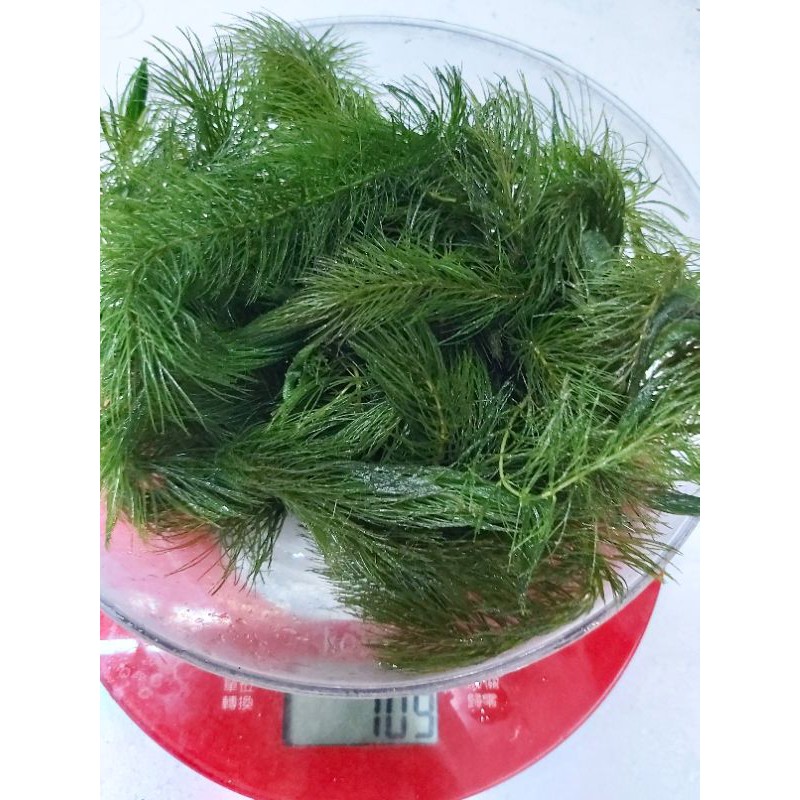 飽滿翠綠金魚藻一份90元100g 蝦皮購物
