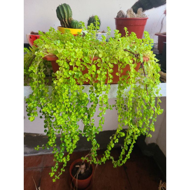 情人的眼泪多肉植物怎么养 养花技巧 花卉百科谷
