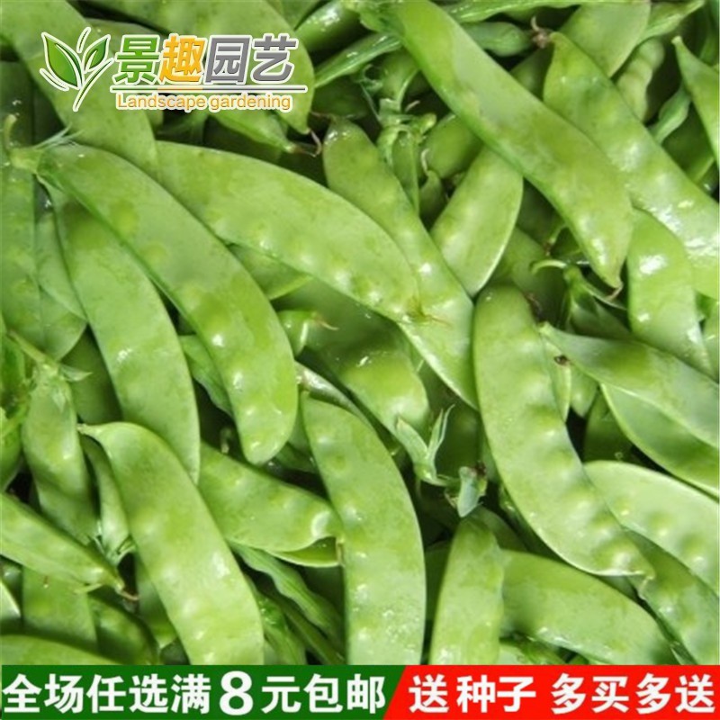 荷蘭豆豌豆種子大莢白花肉多種子陽臺盆栽蔬菜種子春播種 蝦皮購物