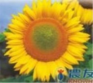 向日葵-巨無霸【免運】向日葵 巨無霸 (1000粒/包) "特選種子" 花卉 蔬菜 水果 香藥草 種子