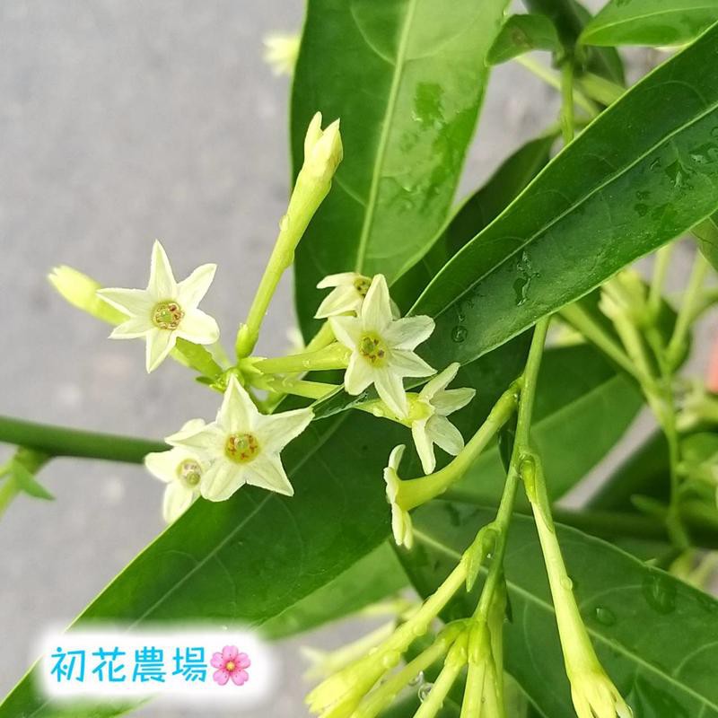 初花農場 夜來香 5吋盆 觀花植物 定價180特150 蝦皮購物