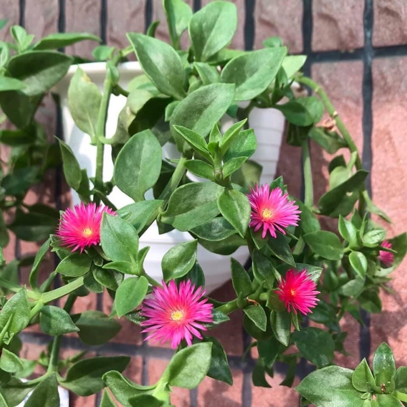 花蔓草植物枝條5枝組 蝦皮購物