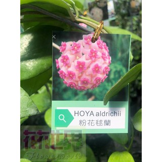 森居 三角葉毬蘭hoya Manipurensis 毬蘭魔幻時光系列 蝦皮購物