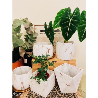 森美植所/大理石紋鉑金盆/觀葉盆/花盆/花器/盆器/植栽/植物/觀葉植物/雨林植物/輕奢風盆/水泥盆