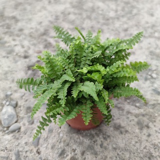 波士頓腎蕨盆栽 3吋盆 羊齒蕨 腎蕨 蜈蚣草 山雞蛋 羊齒 鐵雞蛋 蕨類 觀葉植物 室內植物 綠化盆栽