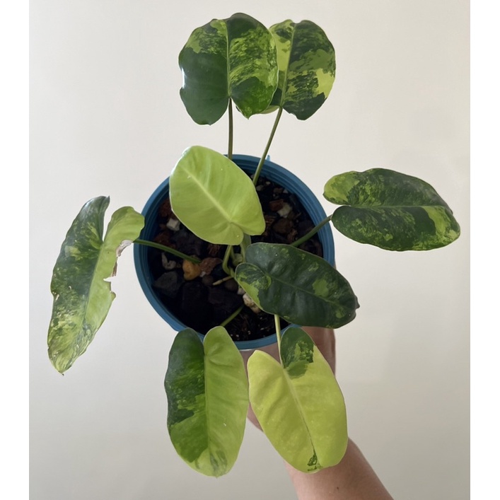 斑葉獨角獸蔓綠絨Philodendron Burle Marx Variegated