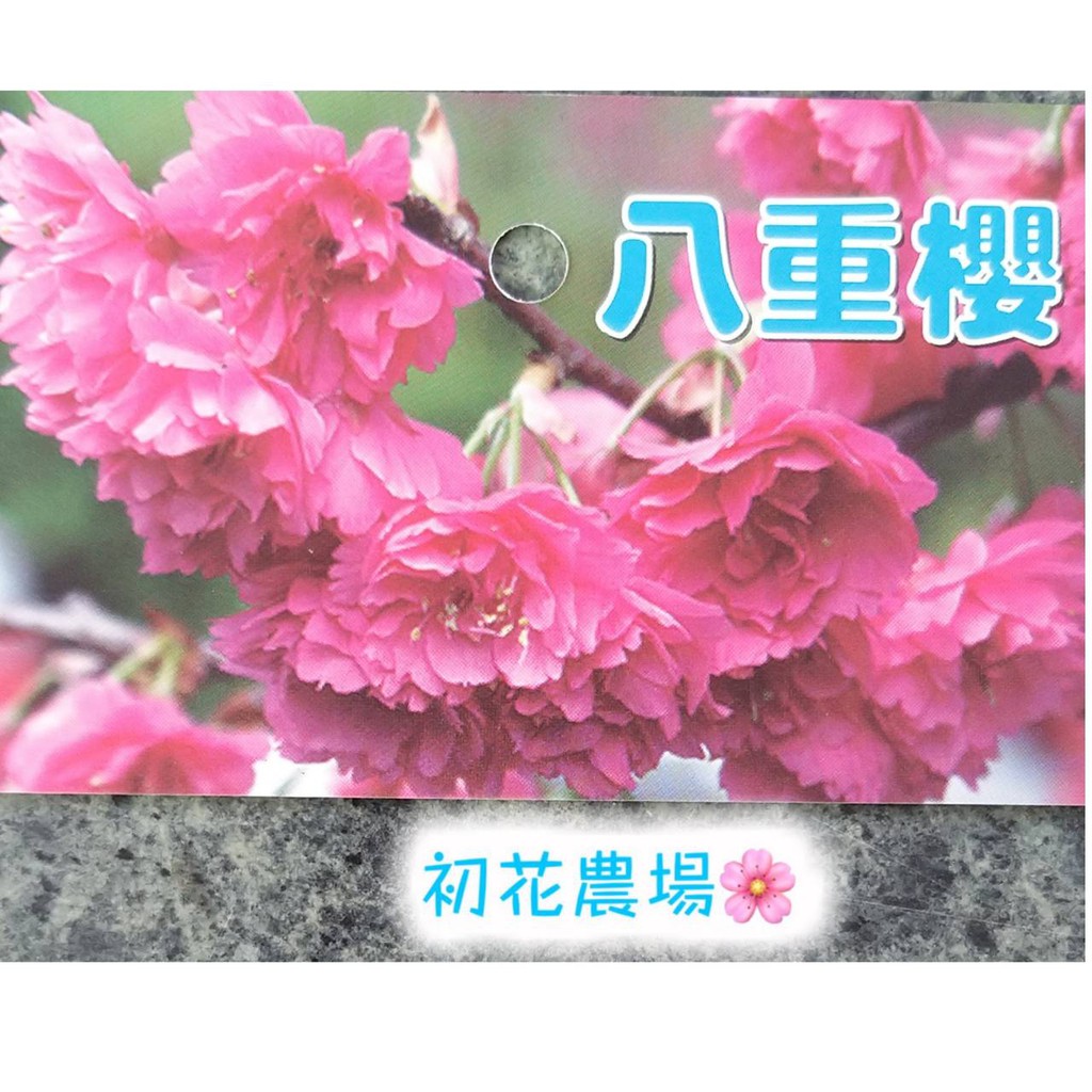 初花農場 八重櫻 櫻花苗 4 5吋盆 季節限定 春季 超取限定2棵 3棵挖土寄送 定價240特價0 蝦皮購物