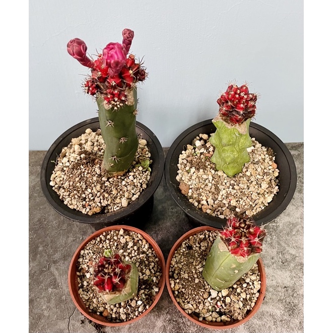 嫁接仙人掌 赤黑緋牡丹 多肉 療癒小物 辦公室 小萌肉愛多肉 蝦皮購物