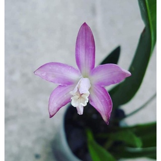 cattleya(laelia ) ghillanyi 稀有原生小型岩蕾 很好栽培 早期山採株