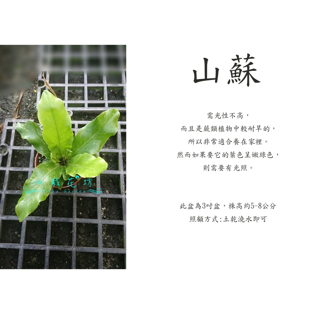 心栽花坊 山蘇 3吋盆 綠化植物 室內植物 觀葉植物 蕨類 售價50特價40 蝦皮購物