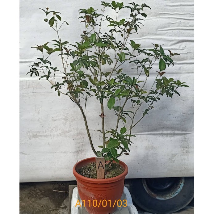 桂花樹 強招貴人 提升貴氣專用的四季開花桂花樹 盆栽式 樹型美 好照顧 生命力強a 蝦皮購物