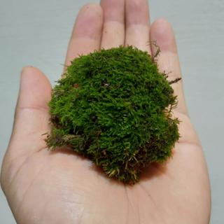 鮮活苔蘚 山苔青苔 莫絲 苔玉手作 然風苑 蝦皮購物