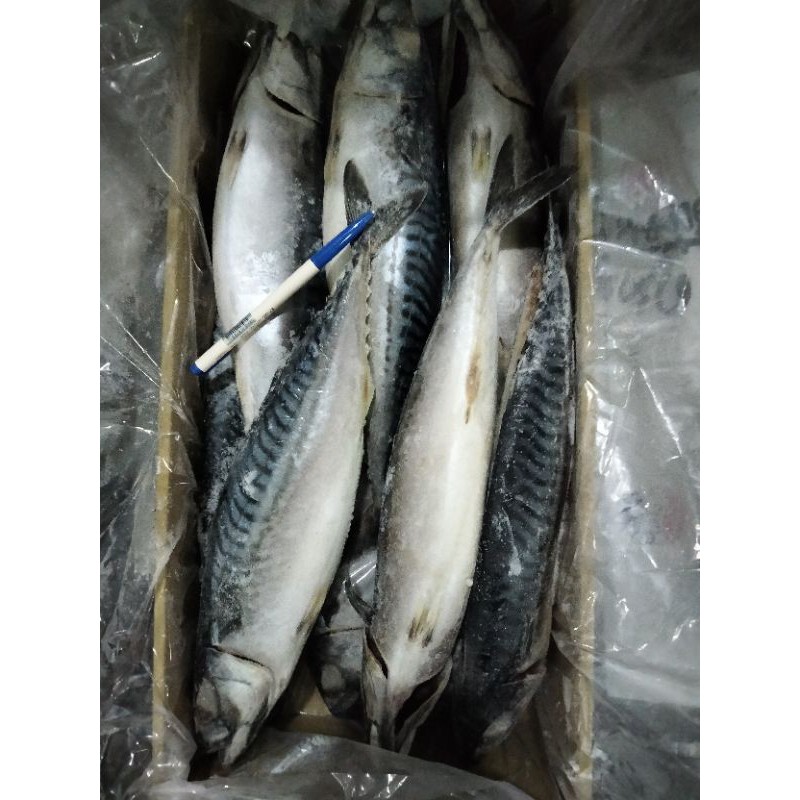挪威薄鹽鯖魚14-16尾/6kg免運