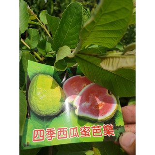 李家果苗 四季 西瓜芭樂 8吋盆 嫁接苗 高度70-80公分 單價300元 宅配可以裝兩棵