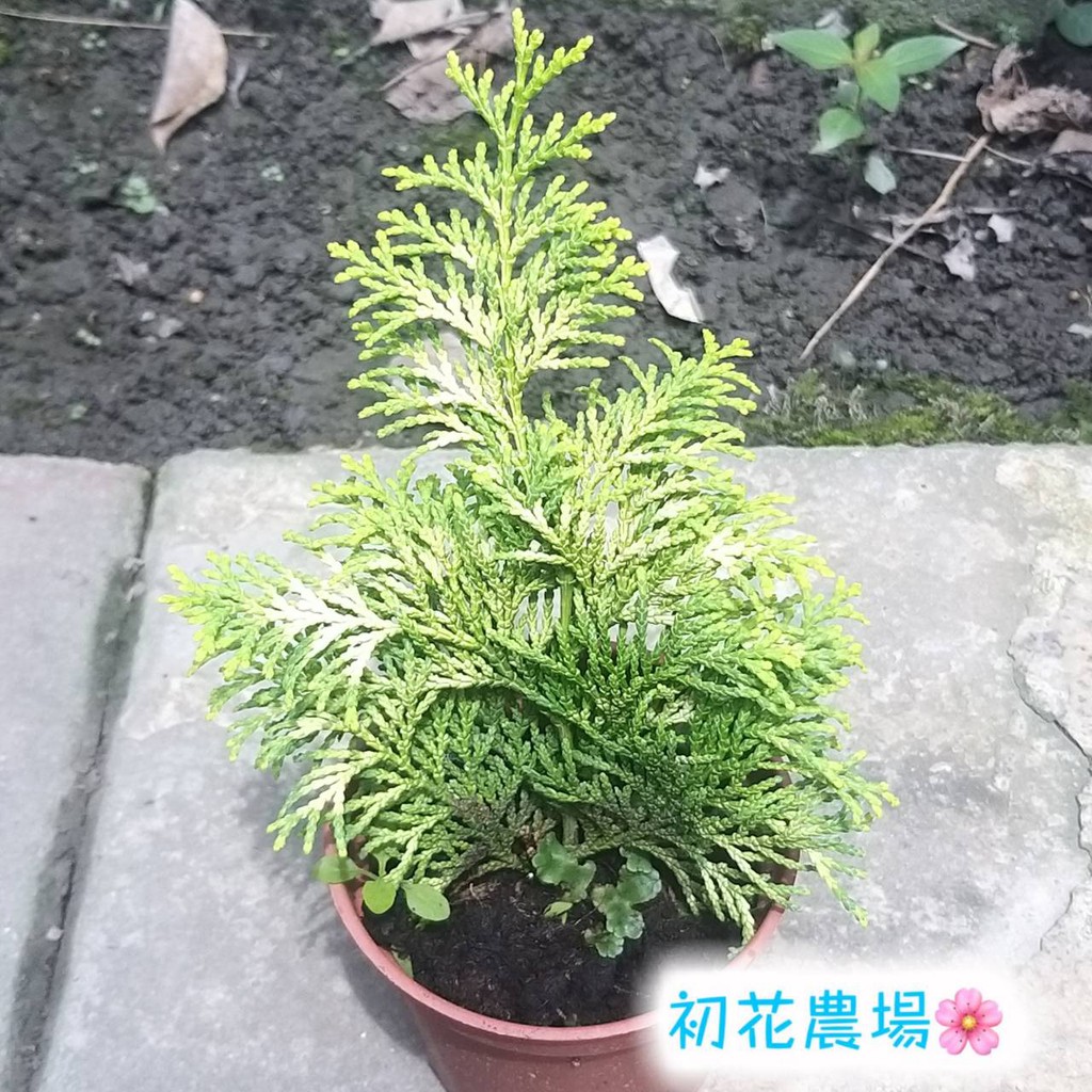 初花農場2店|黃金檜木|3寸盆|林木植物|～特價60