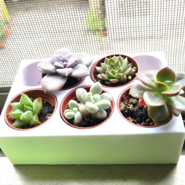 一吋培養盒 多肉植物 種子培育 蝦皮購物