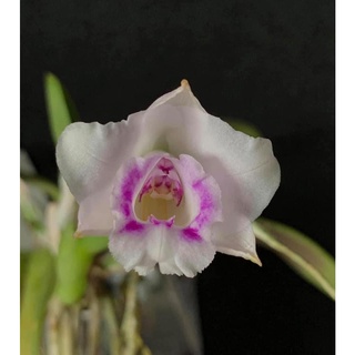 噢葉design "Laelia alaorii" 蘭花、塊根植物、圓葉花燭、蔓綠絨、觀葉植物