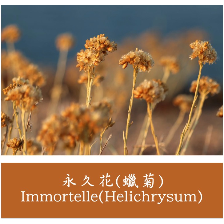 永久花(蠟菊)-頂級｜Helichrysum italicum｜天然精油｜產地:義大利 科西嘉 5mL
