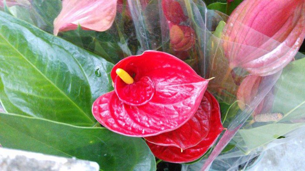 花花世界 襯景植物 花中花火鶴花 5吋 高30 50cm Ma 蝦皮購物