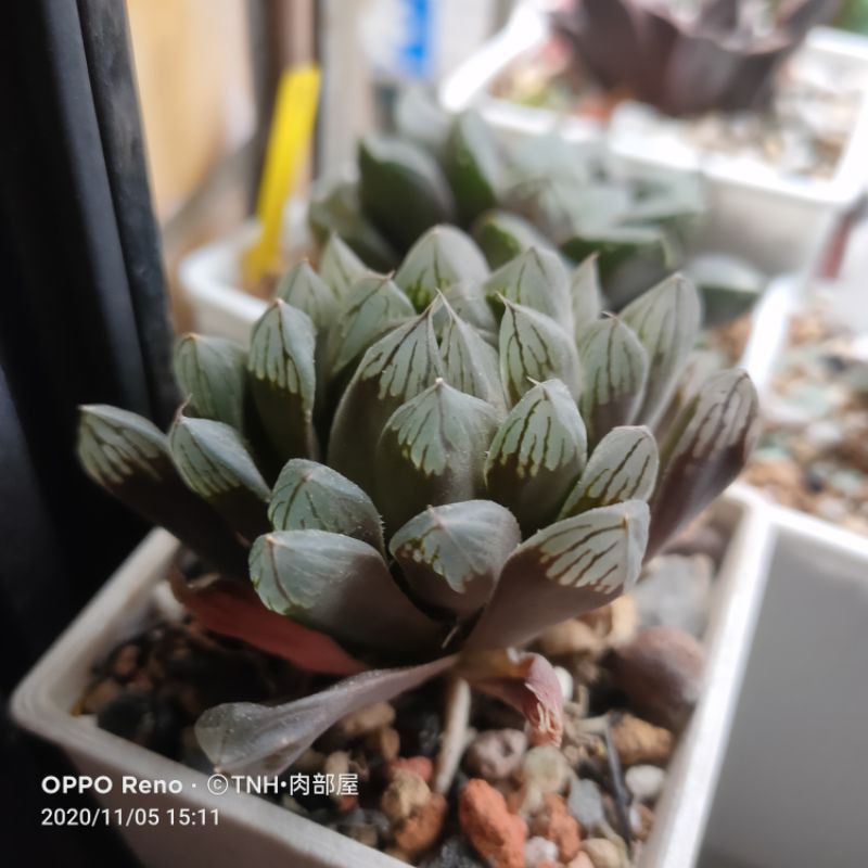 肉部屋3吋成株x13 玉露百合多肉植物 蝦皮購物