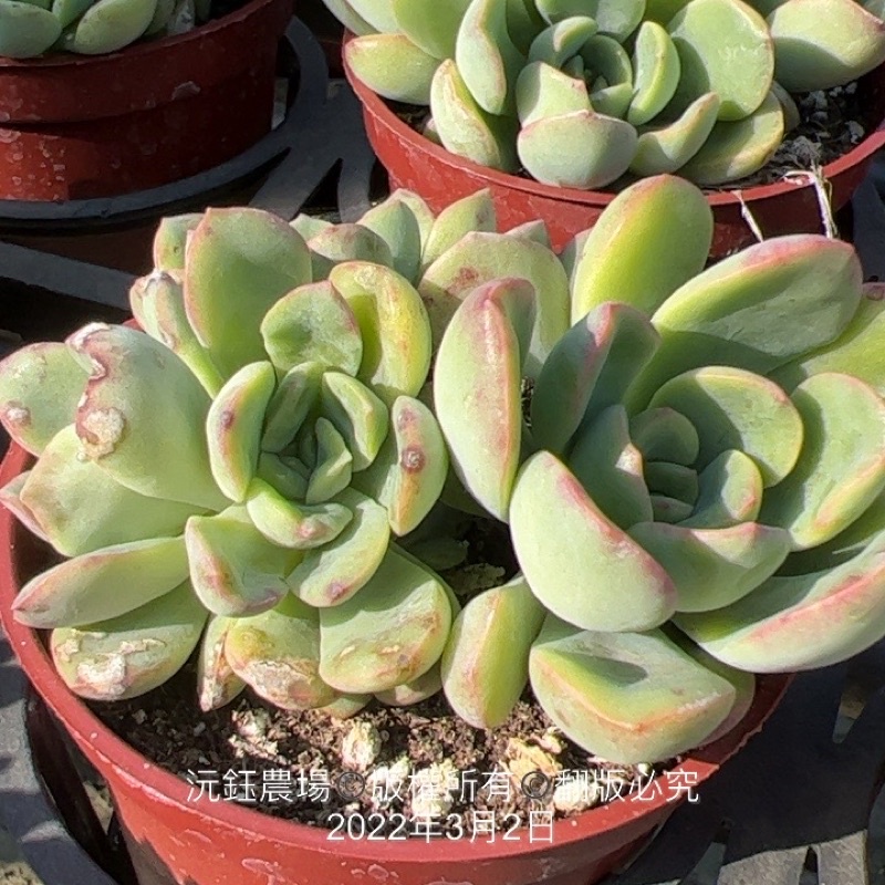 沅鈺農場多肉植物花麗 露養植物有曬傷 蝦皮購物