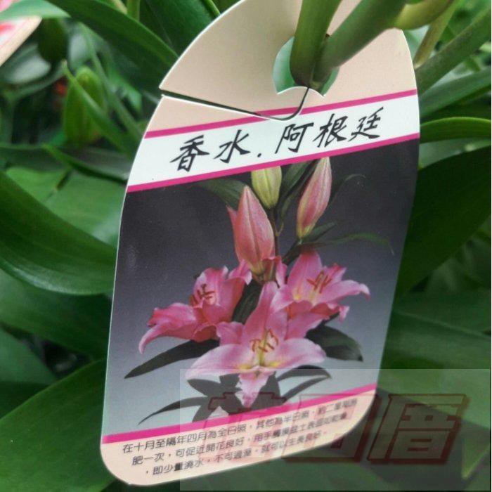 香水百合球根的價格推薦 21年11月 比價比個夠biggo