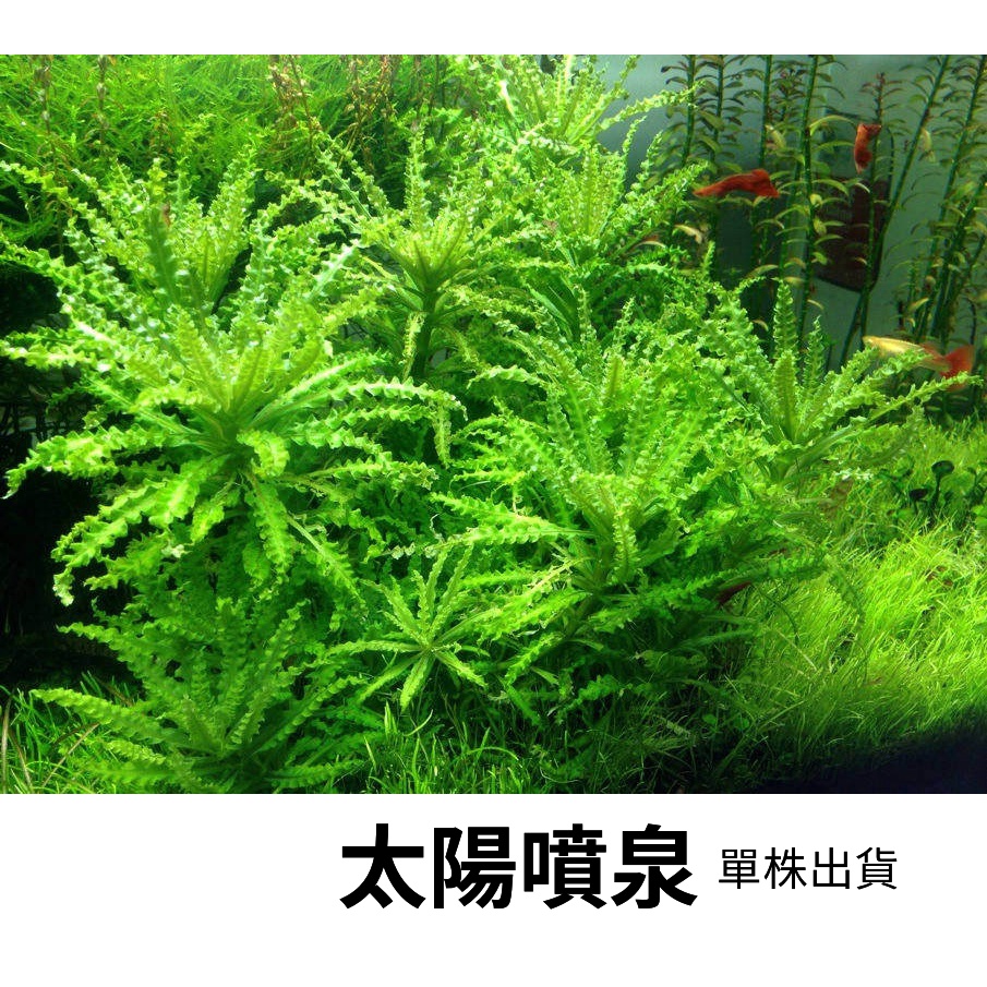 林作物 水草噴泉太陽 單株 前景草中景草水中葉陽性水草一般級 蝦皮購物