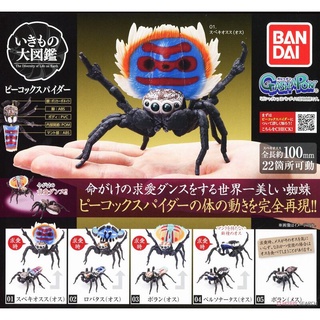 全新現貨 轉蛋 扭蛋 BANDAI 萬代 可動 孔雀蜘蛛 昆蟲 環保扭蛋 生物大圖鑑 全5種 整套販售