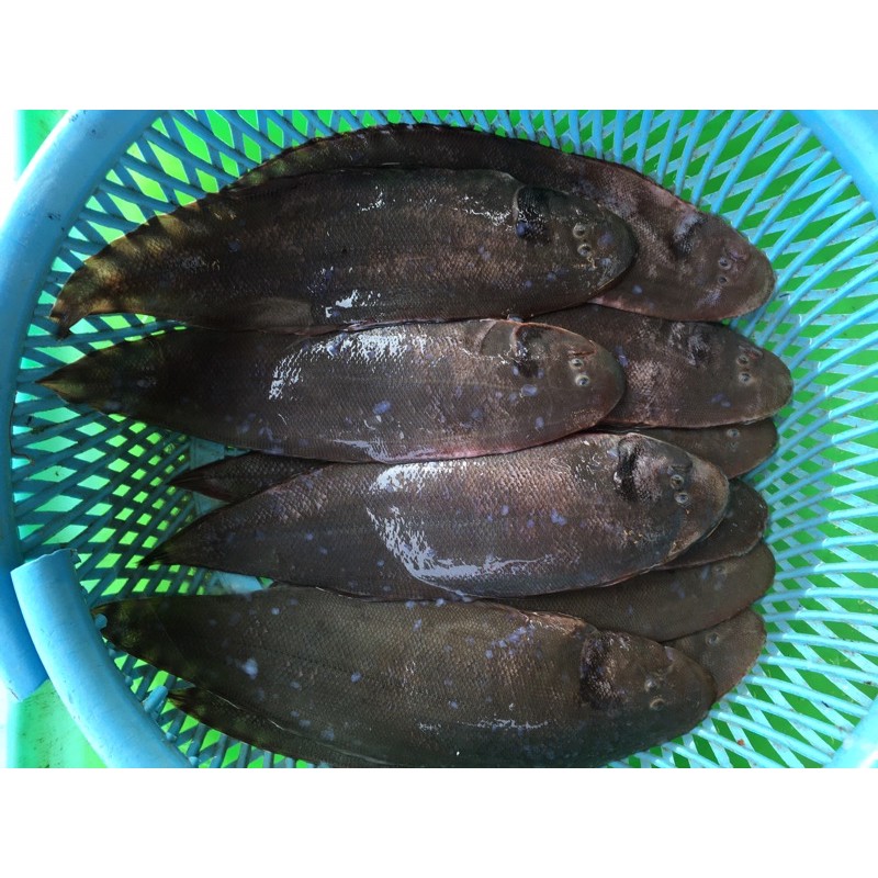 大牛舌一盤1200元 比目魚 皇帝魚 蝦皮購物