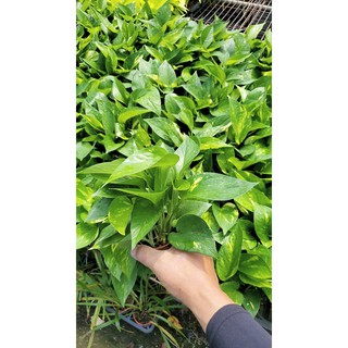 李家果苗 黃金葛 3吋盆 小品 觀葉植物 單價40元
