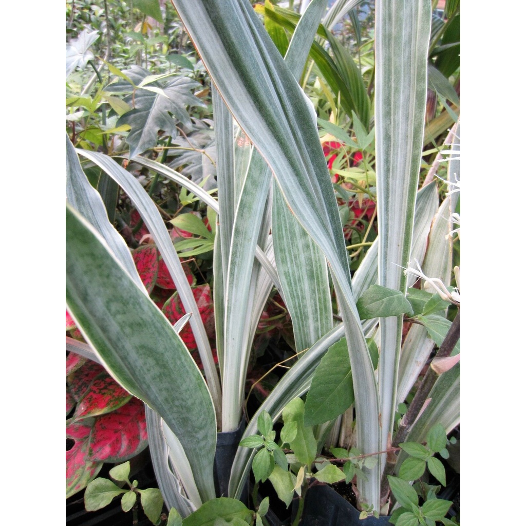 暹羅銀虎尾蘭 / Sansevieria Manolin / 少見虎尾蘭 / 觀葉植物