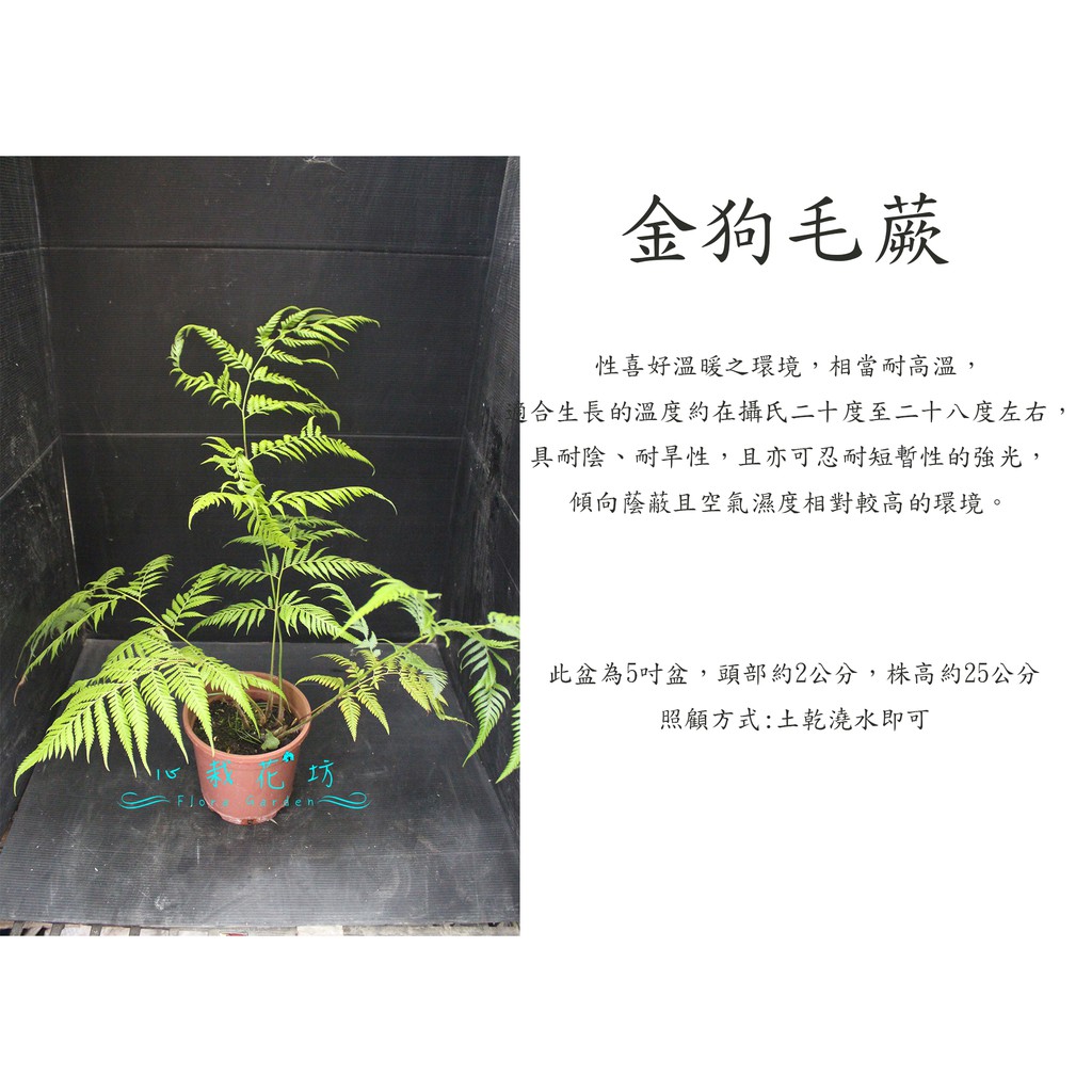 心栽花坊-金狗毛蕨/5吋/綠化植物/室內植物/觀葉植物/蕨類/售價280特價250