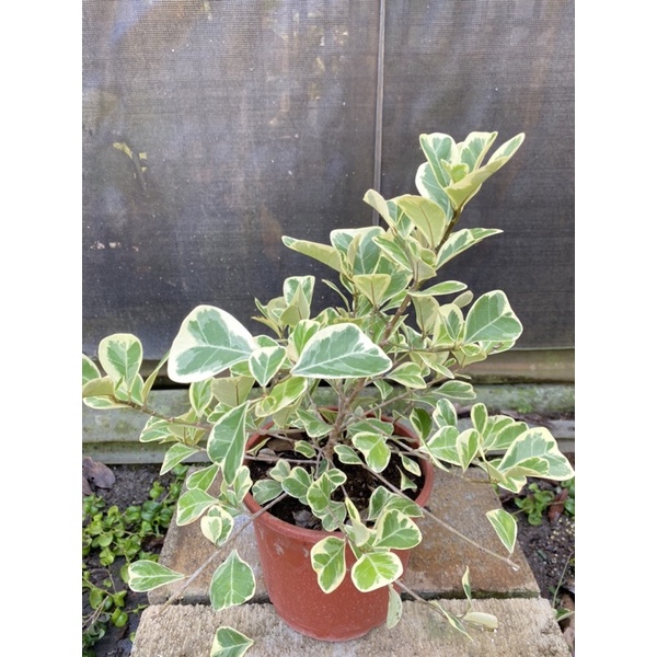 ｛英宏｝室外植物 斑葉三角榕6寸 觀葉植物 常綠植物 陽台 花園