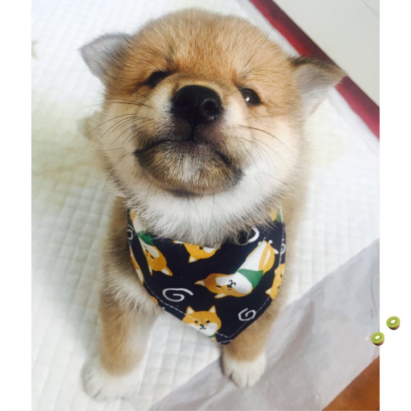 現貨 柴犬圖案和風三角巾項圈貓狗通用 蝦皮購物