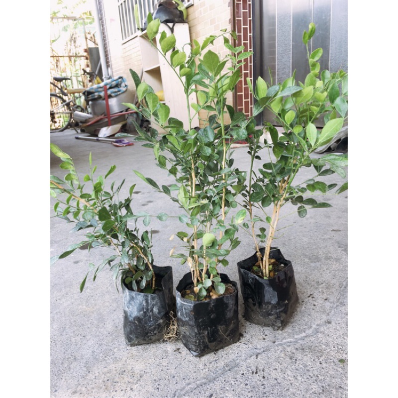 文青園藝 七里香袋苗綠籬植物香氣植物 蝦皮購物