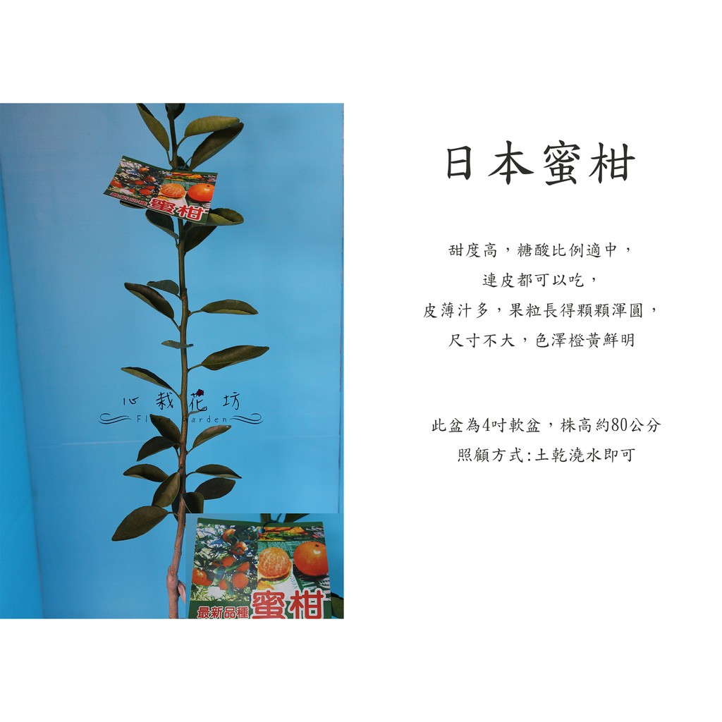 心栽花坊 日本蜜柑 蜜柑 柑橘類 嫁接苗 水果苗 售價180特價150 蝦皮購物