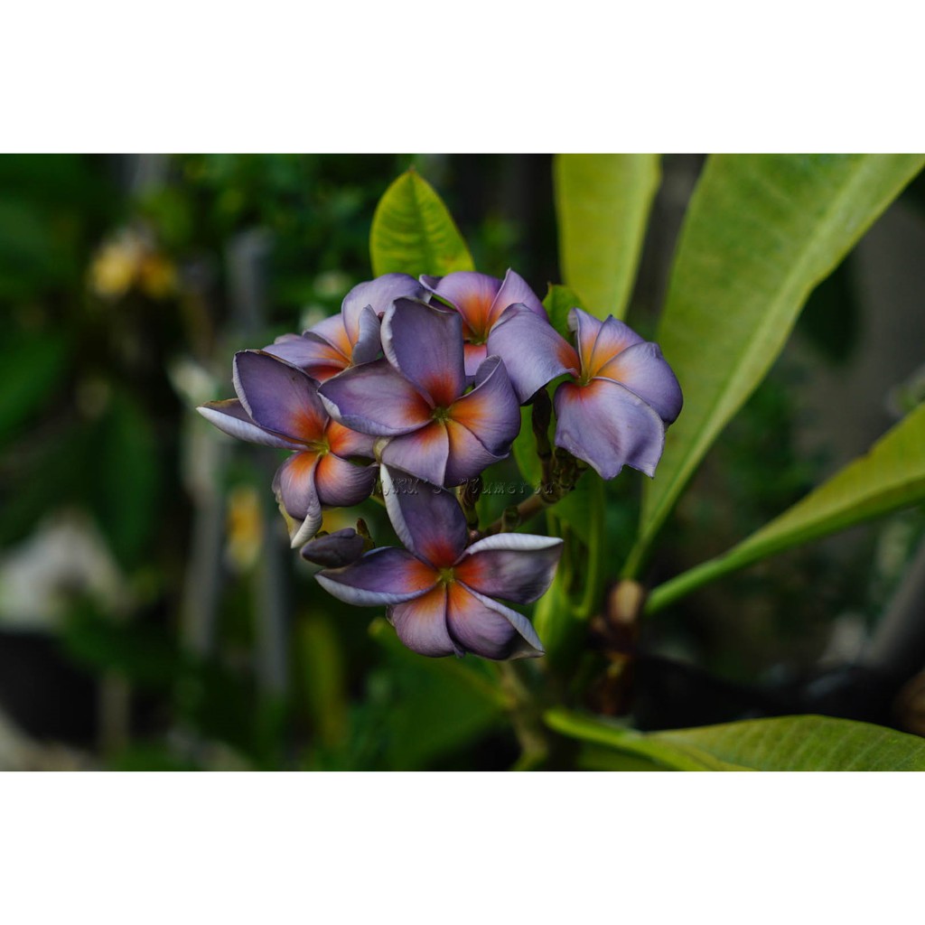 Haru S 活株一棵 Kukiat S Purple Serendipity 紫色奇緣 雞蛋花 蝦皮購物