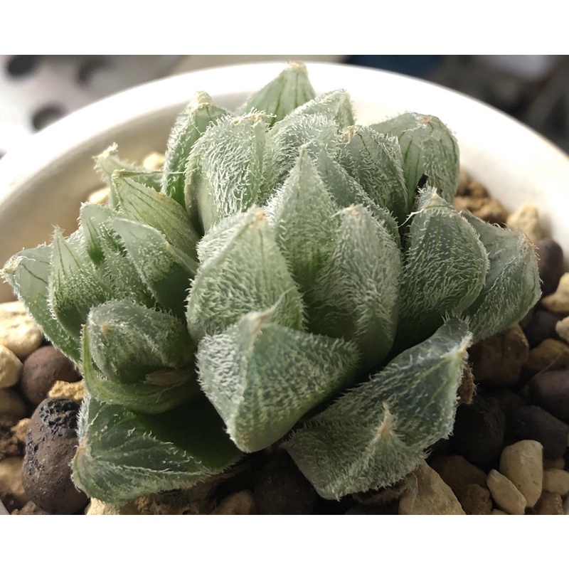 多肉植物 毛玉露 蝦皮購物