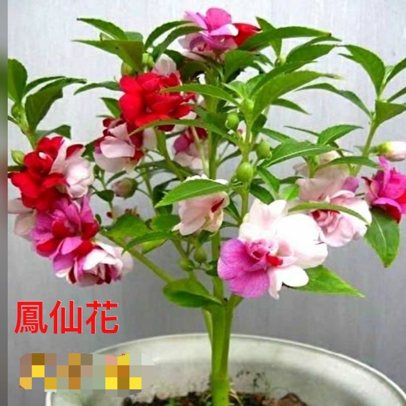 【台灣現貨】鳳仙花/茶花鳳仙種子學生實驗套餐四季室内混合指甲花鳳仙花種鳳仙子花種